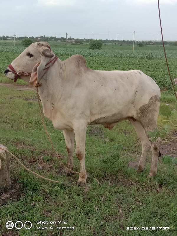 ૪ દાતેછેપાણીયાર...