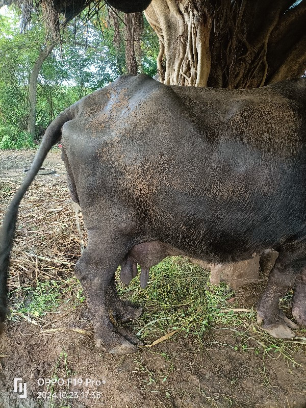 ભેંસ વેચવાની છે