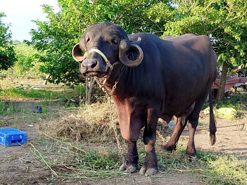 ભેંશ વેચવાની શે