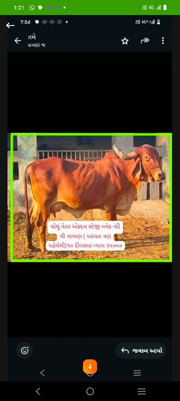 ગાય અને વાછડીઓ