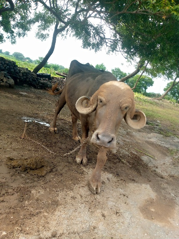 કાળી અને ભુરી ભ...