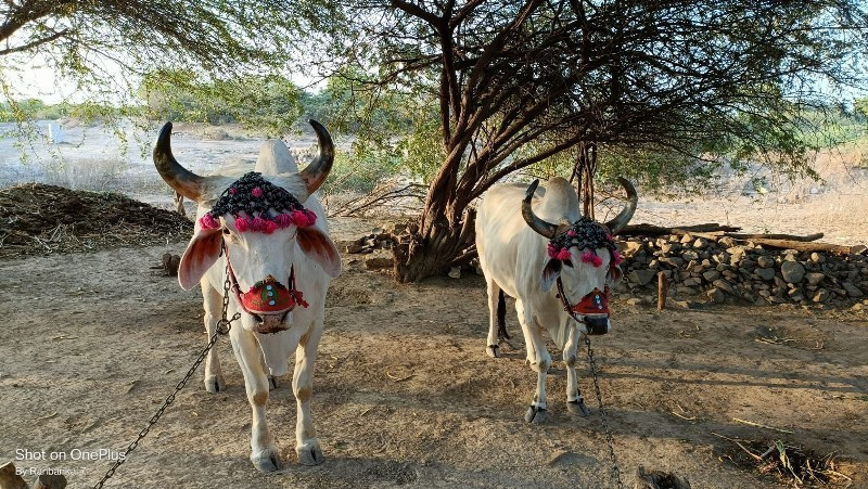 બળદ વેચવાના છે