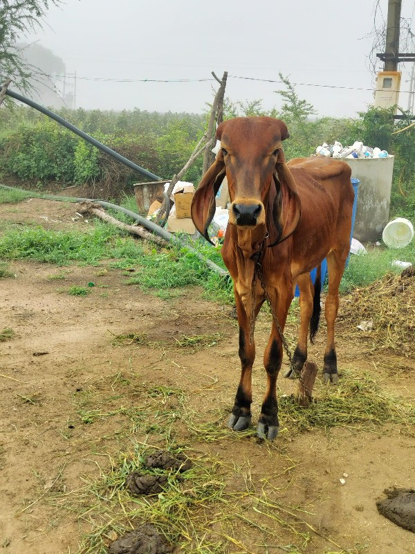 વછડી વેચવાની