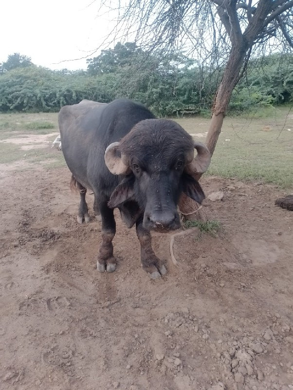 આ પાડો વેસવા ની...