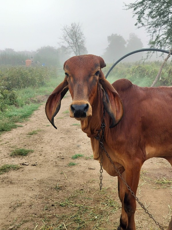 વછડી વેચવાની