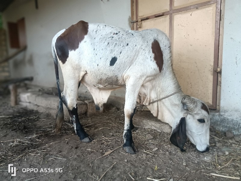 વાછડો વેચવા છે