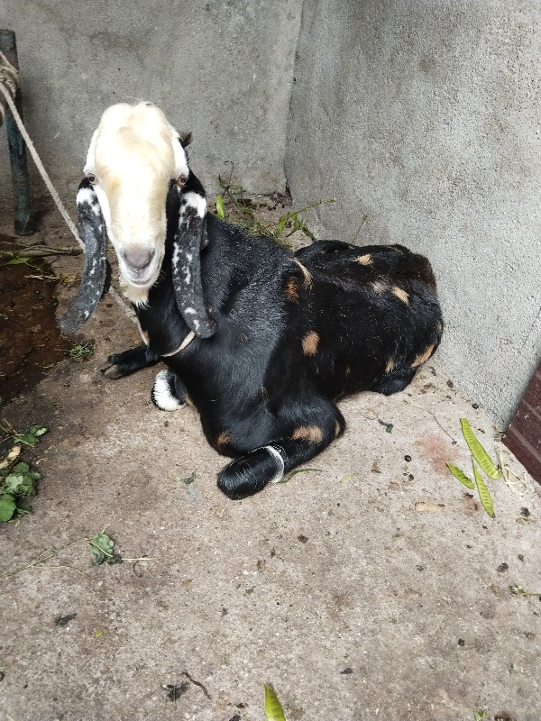 bakra