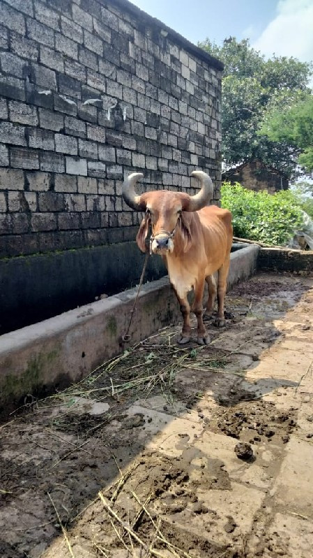 બળદ વેચવાનો છે