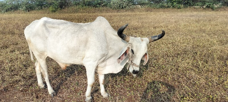 બધી જવાબ તો