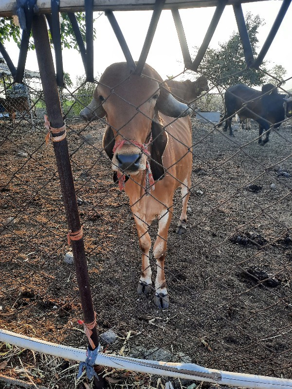 આખી ગૌ શાળા ગીર...