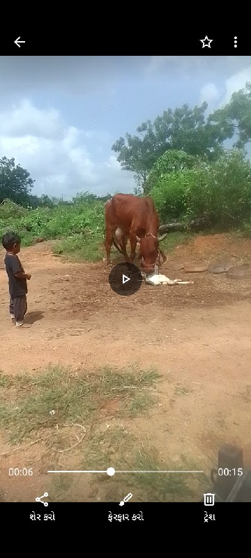 ગાય વેસવા છે