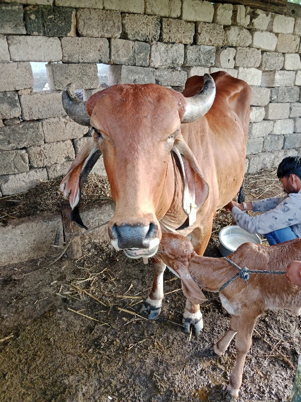 ગા વેચવા ની છે