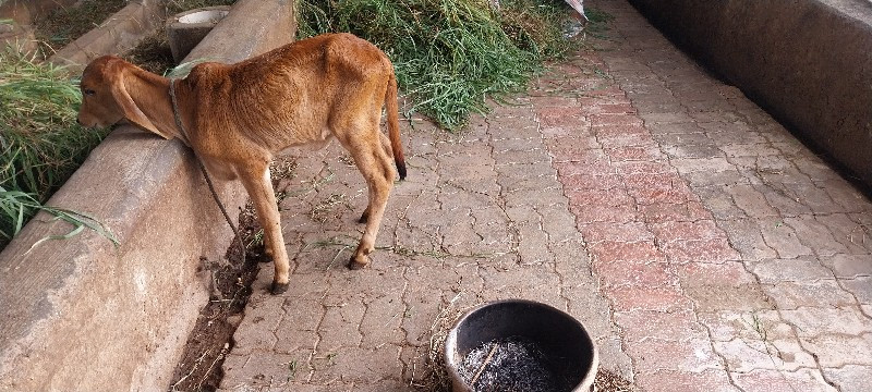 વેચવાની સે