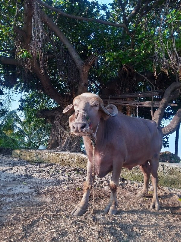 ભીસ વેસવાની છે