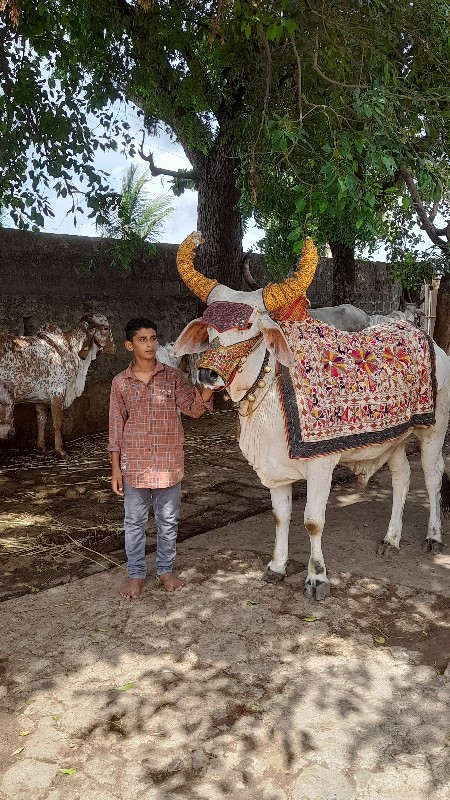 બળદ વેચવાનો છે