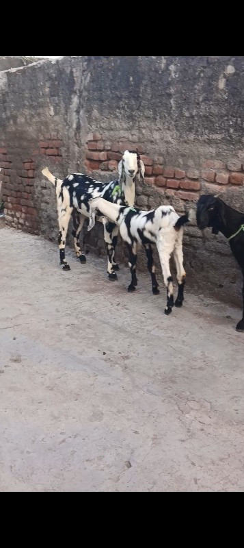 Gujri bakri