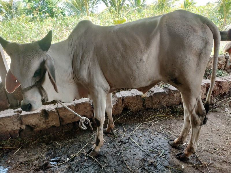 vadhiyara vasad...