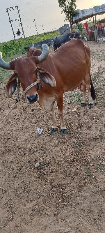 ગાય