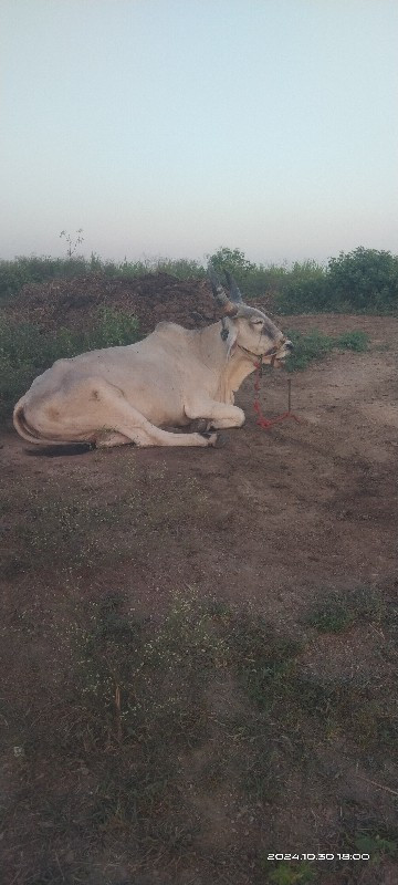 2 ધર ફુલ પાણીયા...