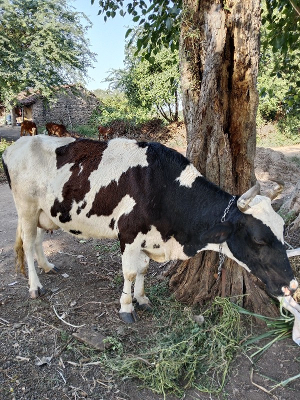 ભિડભજન સેરી