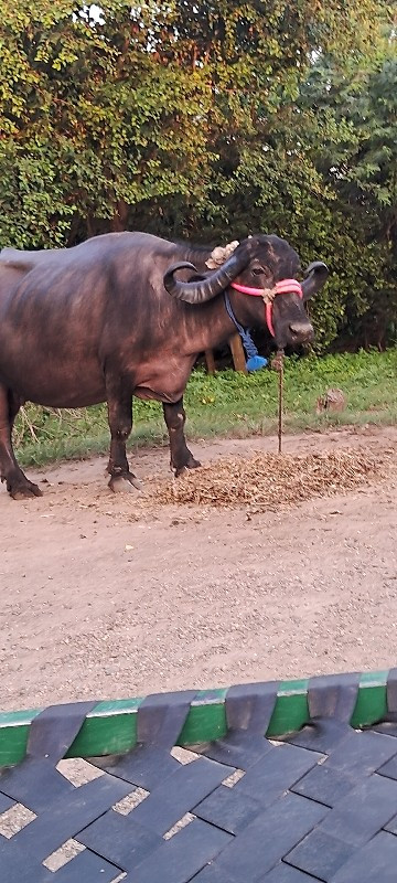 ભેંસ વેચવાની છે...