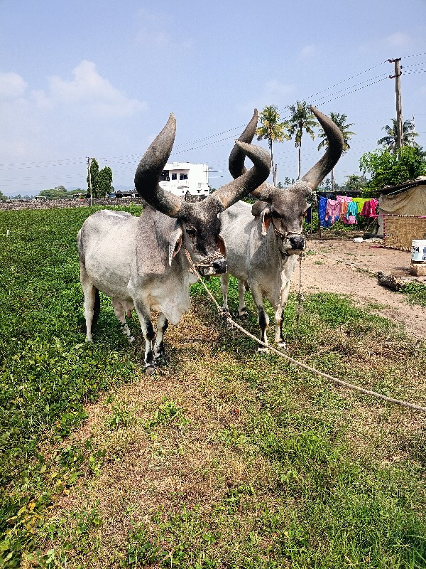 બરધ