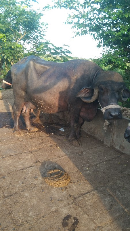 માલદે ભાઈ કરમુર