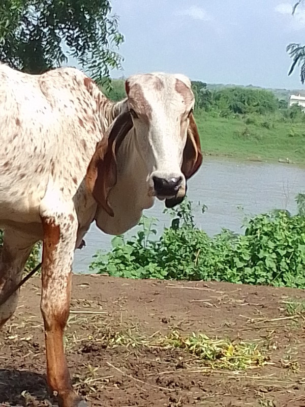 વાસડી