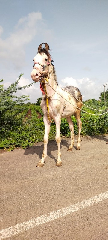 બાલભમરીમાસોખિ