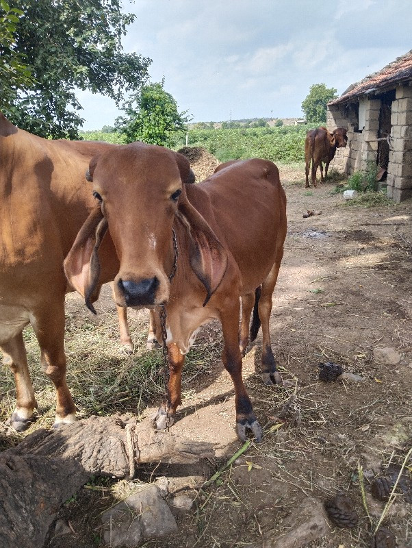 ઓડકી વેચવાની છે