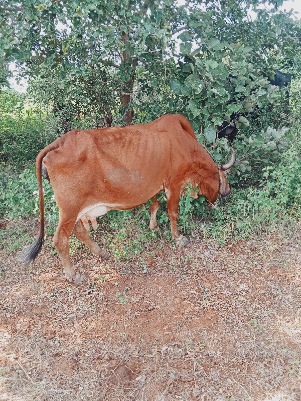 આ ગાય વેસવાનિ છ...