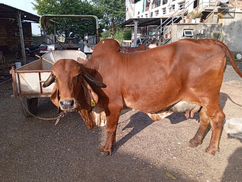 ગીર ગાય વેચવાની...