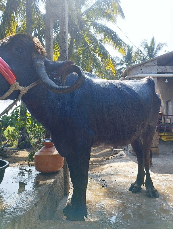 ખડેલી વેચવાની છ...