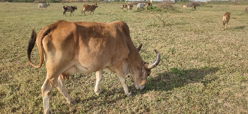 ગાય વેચાવ છે