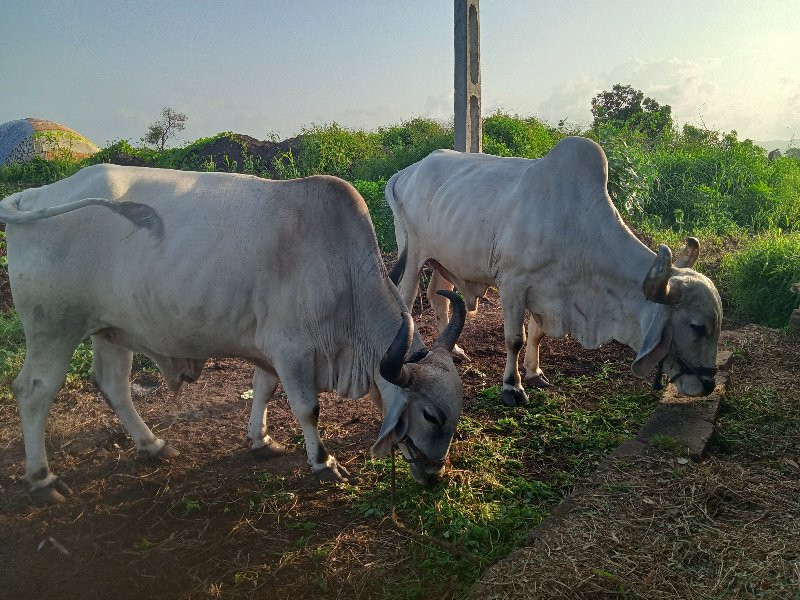 બળદ વેચવાના છે