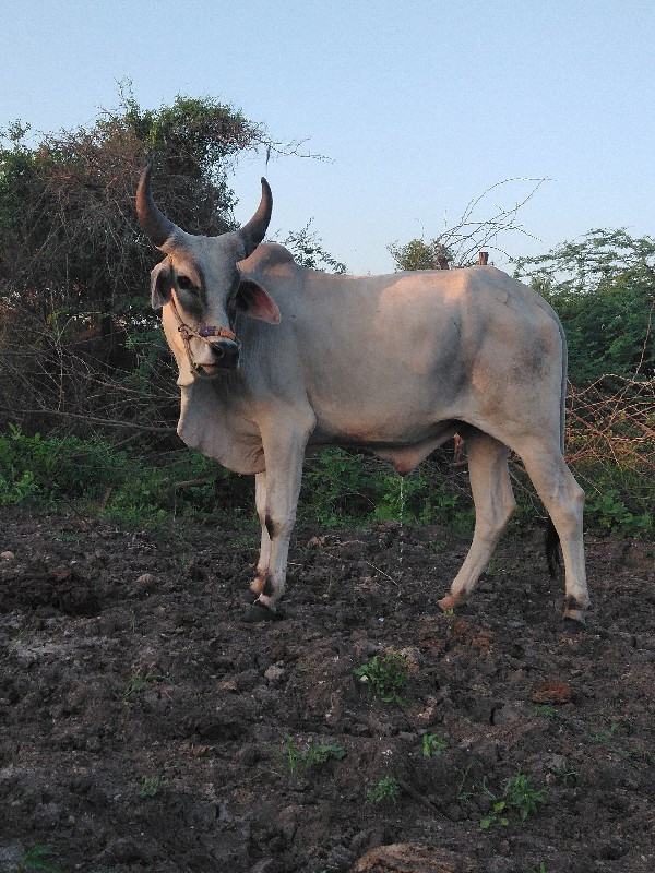 ગોડલો વેચવાનો છ...