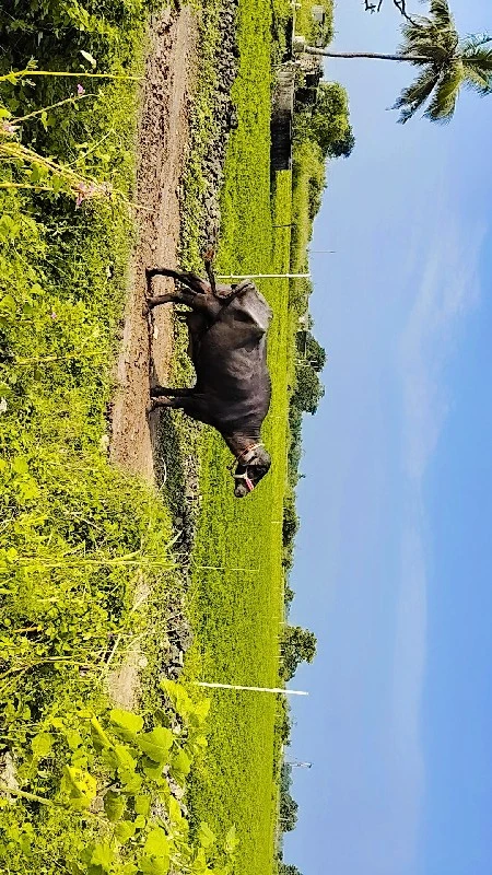 ભેંસ વેચવાની છે