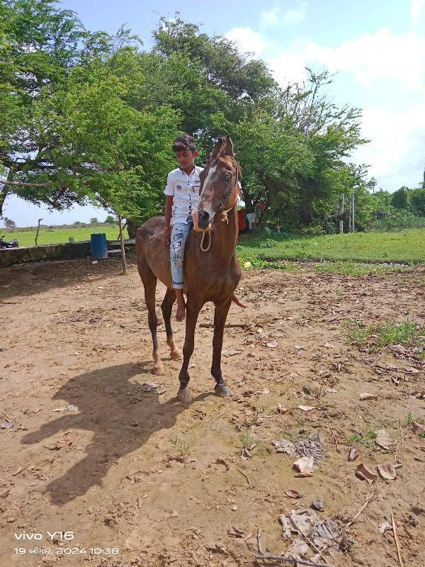 સાટા કરવા છે