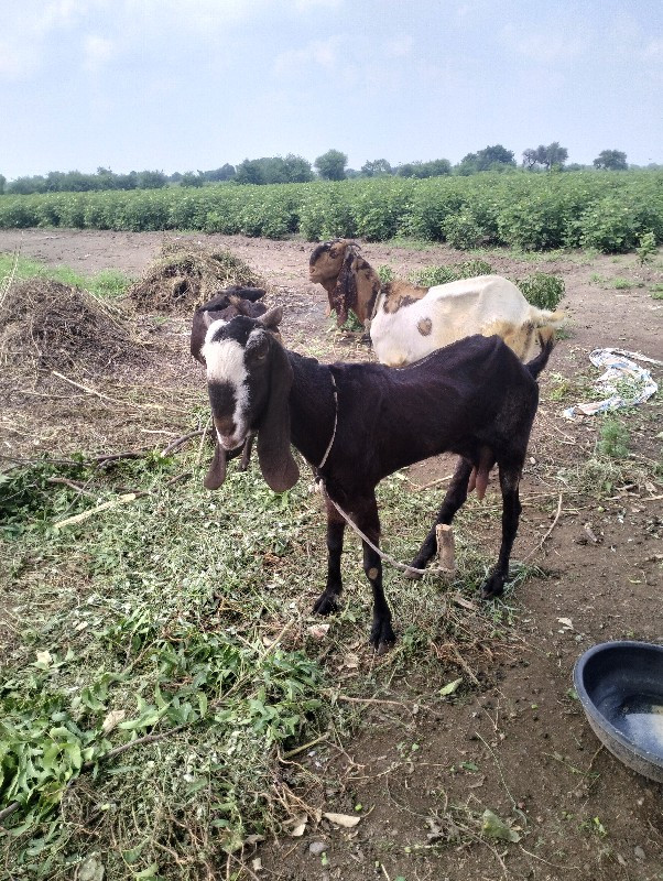 બગસરા