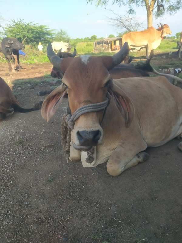 માત્ર