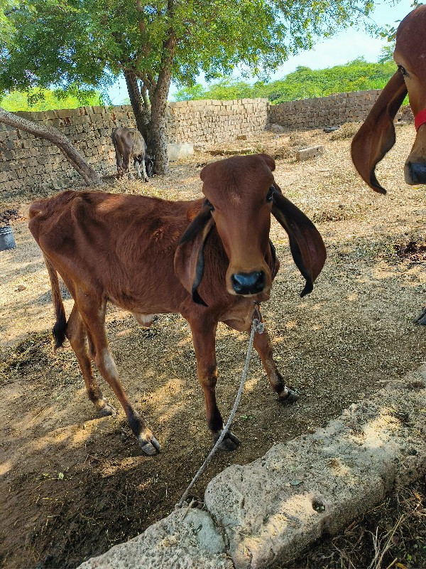 વીર વાછડી વેચવા...