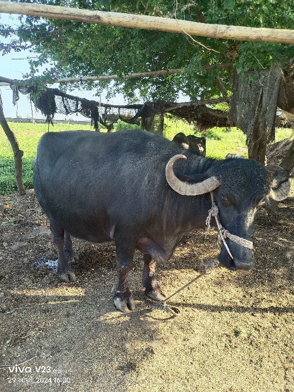 વેચવા ની છે