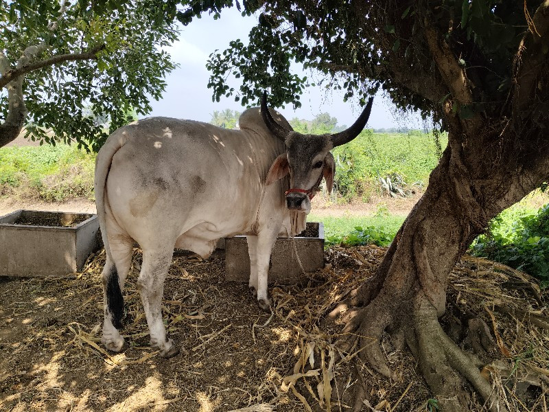 બળદ વેચવાના છે