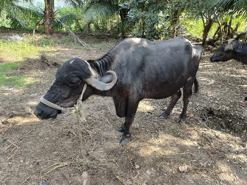 ખડેલુ  વેચવાનુ...