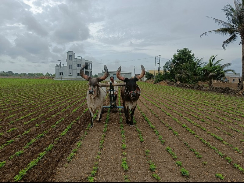 બળદ વેચવાનો છે