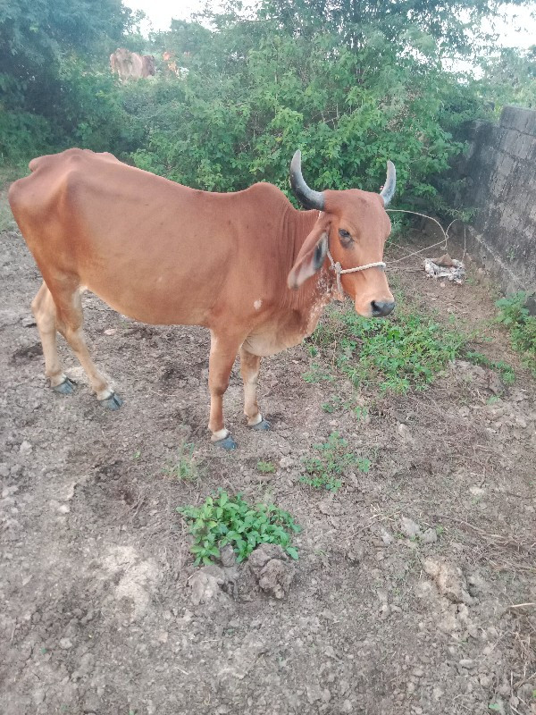 હોડકી વેસવાની છ...