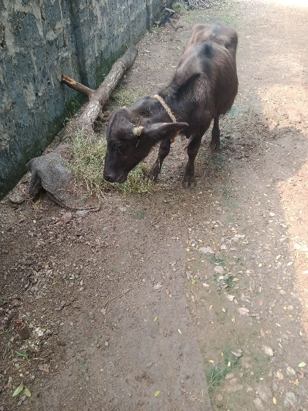 3 પાડી યુ વેશવા...