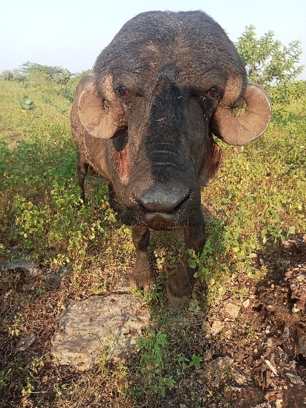 પાડો વેચવાનો છે