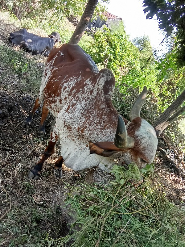 ગાય વેચવાની છે