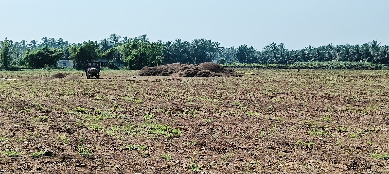 મંડવિયું વેચવાન...